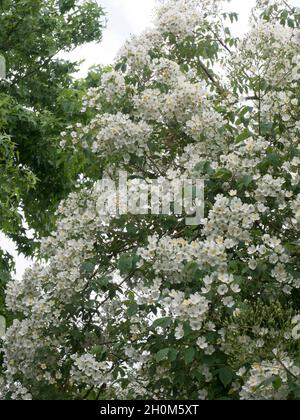 Blühende Kletterrose, Sorte 'Kiftsgate', Rosa Filipes Blüten.  Worcestershire, UK Stockfoto