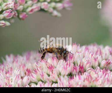 Honigbiene, Apis mellifera, alleinstehenden Fütterung auf Sedum. Lea Valley, Essex, Großbritannien. Stockfoto