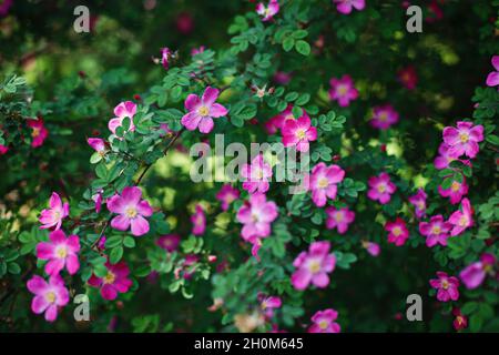 Blühender Wildrosenstrauch Rugosa Rose Rubra, Hunderose, Hagebutte Stockfoto