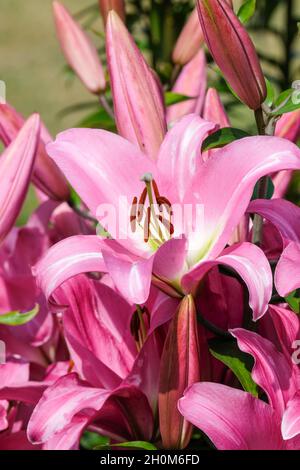 Lilium 'Tabledance', Lily 'Tabledance', orientalische Trompetenlilie 'Tabledance', OT Hybrid, Orientpet Lily 'Tabledance'. Riesige rosa Blüten Stockfoto