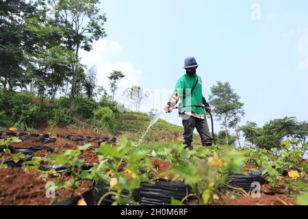 Bandung, Indonesien-September 29,2021: Snack-Händler stecken gebratenen Tempeh in eine Plastiktüte Stockfoto