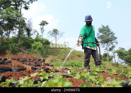 Bandung, Indonesien-September 29,2021: Snack-Händler stecken gebratenen Tempeh in eine Plastiktüte Stockfoto