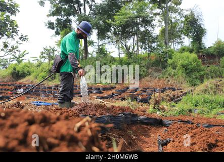 Bandung, Indonesien-September 29,2021: Snack-Händler stecken gebratenen Tempeh in eine Plastiktüte Stockfoto