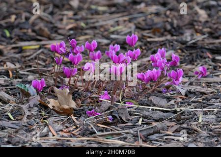 Cyclamen hederifolium var. hederifolium f. hederifolium 'Ruby Glow', Cyclamen hederifolium Ruby Stamm, der in Holzschnitzelmulch wächst Stockfoto