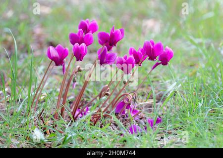 Cyclamen hederifolium var. hederifolium f. hederifolium 'Ruby Glow', Cyclamen hederifolium Ruby-Stamm. Blumen wachsen im Gras Stockfoto