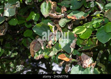 Nahaufnahme der braunen infizierten Blätter eines Quitte-Baumes Stockfoto