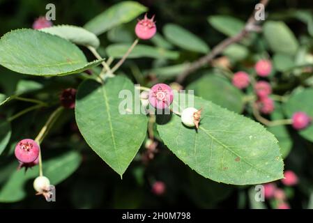 Nahaufnahme der roten Beeren eines Schattenbuschs oder einer kichschigen Birne Stockfoto