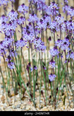 Prospero autumnale, der Herbst-Knack. Scilla autumnalis. Im Herbst blüht blass malve Stockfoto