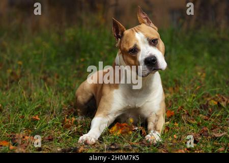 American Staffordshire Terrier liegt auf dem Gras im Park. Hochwertige Fotos Stockfoto