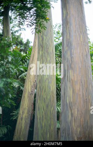 Eukalyptusbäume in Hawaii Stockfoto