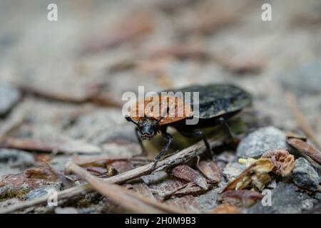 Nahaufnahme des Rotbrustkäfer auf dem Boden Stockfoto