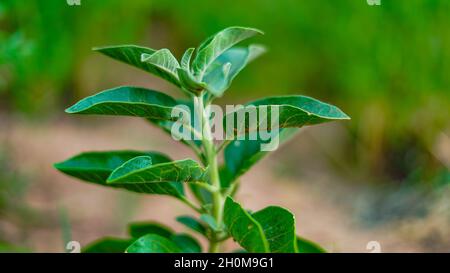 Ashwagandha grüne Pflanzen im Garten. Withania somnifera geht aus. Winterkirsche, GiftStachelbeere oder indischer Ginseng. Beste Medizin, Kraut für Schub Stockfoto