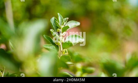 Ashwagandha grüne Pflanzen im Garten. Withania somnifera geht aus. Winterkirsche, GiftStachelbeere oder indischer Ginseng. Beste Medizin, Kraut für Schub Stockfoto