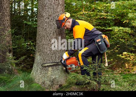 Professioneller Holzfäller mit schützender Arbeitskleidung und Kettensäge, die im Wald arbeiten Stockfoto