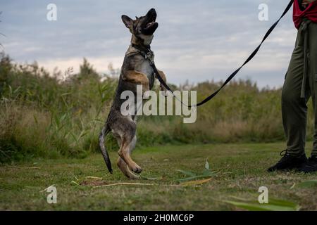 Ein verspielter, vier Monate alter Schäferhund. Grünes Gras im Hintergrund Stockfoto