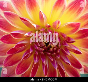 Dahlia pinnata (D. × pinnata) Garten Dahlia Blütenkopf in extremer Nahaufnahme Stockfoto