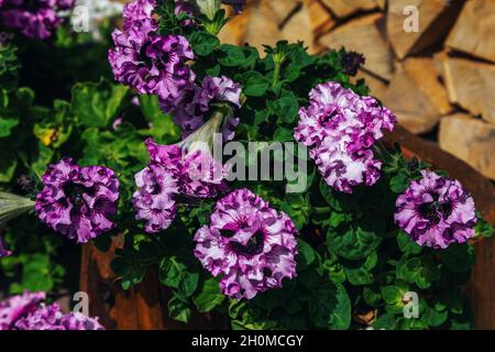 Blumenbeet mit schönen leuchtend violetten Petunia Blumen in einem Garten Stockfoto