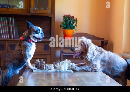 Cocker Spaniel und Boston Terrier spielen Schach im Wohnzimmer Stockfoto