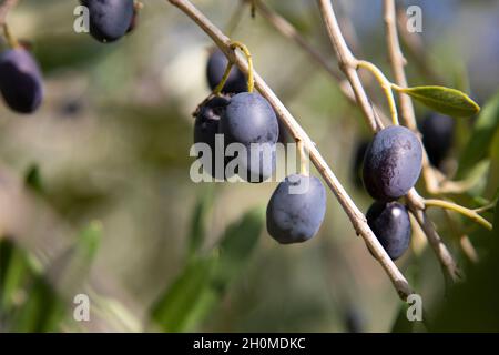 Schwarze Oliven auf einem Olivenbaum im Herbst in Italien Stockfoto