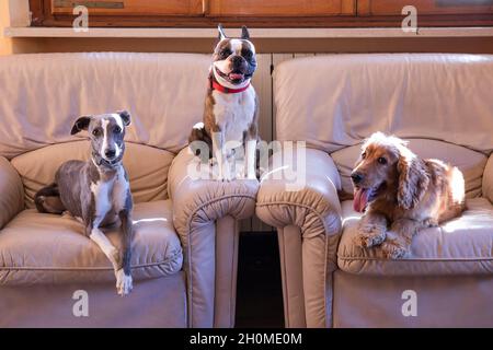 Drei Hunde, Boston Terrier, Cocker Spaniel, Whippet auf weißen Ledersesseln Stockfoto