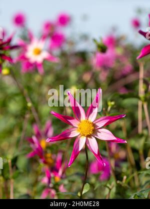 Atemberaubende sternförmige Dahlia-Blumen mit dem Namen Midnight Star, fotografiert an einem sonnigen Tag im Spätsommer im Garten von RHS Wisley, Surrey, Großbritannien Stockfoto