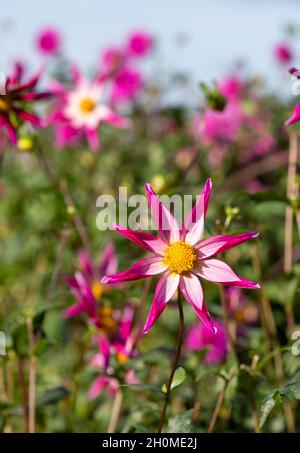 Atemberaubende sternförmige Dahlia-Blumen mit dem Namen Midnight Star, fotografiert an einem sonnigen Tag im Spätsommer im Garten von RHS Wisley, Surrey, Großbritannien Stockfoto