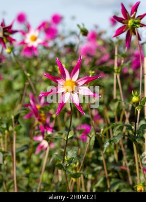 Atemberaubende sternförmige Dahlia-Blumen mit dem Namen Midnight Star, fotografiert an einem sonnigen Tag im Spätsommer im Garten von RHS Wisley, Surrey, Großbritannien Stockfoto