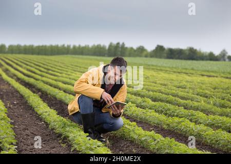 Junger, hübscher Bauer mit einer Tablette, die im Frühjahr auf dem Sojabohnenfeld hockt. Agrobusiness- und Innovationskonzept Stockfoto