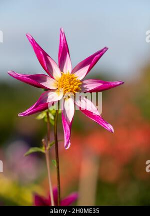 Atemberaubende sternförmige Dahlia-Blumen mit dem Namen Midnight Star, fotografiert an einem sonnigen Tag im Spätsommer im Garten von RHS Wisley, Surrey, Großbritannien Stockfoto