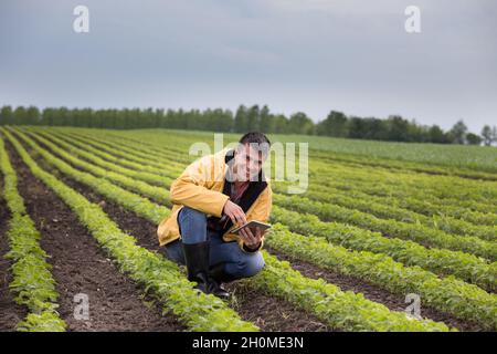 Junger, hübscher Bauer mit einer Tablette, die im Frühjahr auf dem Sojabohnenfeld hockt. Agrobusiness- und Innovationskonzept Stockfoto