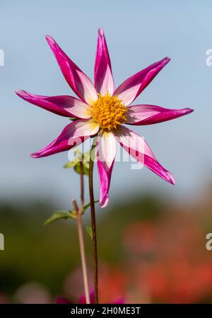 Atemberaubende sternförmige Dahlia-Blumen mit dem Namen Midnight Star, fotografiert an einem sonnigen Tag im Spätsommer im Garten von RHS Wisley, Surrey, Großbritannien Stockfoto