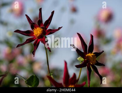 Atemberaubende, tiefrote, sternförmige Dahlia-Blüten mit dem Namen verrone's Obsidian, fotografiert von einem klaren blauen Himmel im RHS Wisley Garden, Surrey. Stockfoto