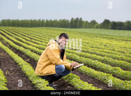 Junger, hübscher Bauer mit einer Tablette, die im Frühjahr auf dem Sojabohnenfeld hockt. Agrobusiness- und Innovationskonzept Stockfoto