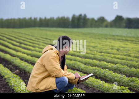 Junger, hübscher Bauer mit einer Tablette, die im Frühjahr auf dem Sojabohnenfeld hockt. Agrobusiness- und Innovationskonzept Stockfoto