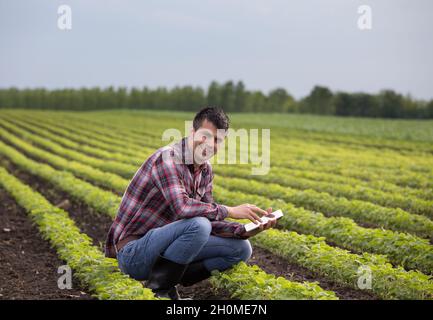 Junger, hübscher Bauer mit einer Tablette, die im Frühjahr auf dem Sojabohnenfeld hockt. Innovationskonzept Agrarindustrie Stockfoto