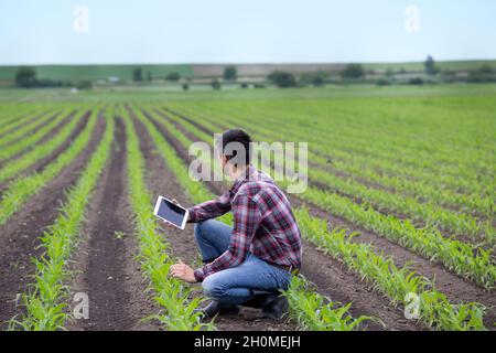 Junger, hübscher Bauer mit einer Tablette, die im Frühjahr auf dem Maisfeld hockt. Agrobusiness- und Innovationskonzept Stockfoto