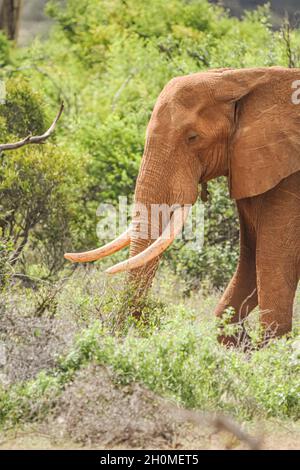 Porträt eines großen Tsavo-Tusker-Elefanten (Loxodonta africana) in vertikalem Format. Tsavo East National Park, Kenia. Stockfoto