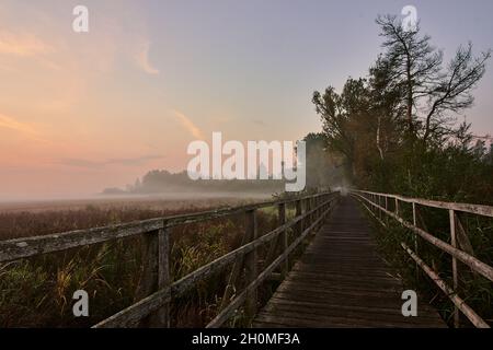 Federseesteg-Steg, der bei Sonnenaufgang durch ein nebeliges Schilffeld in Bad Buchau, Deutschland, Europa, führt. Stockfoto