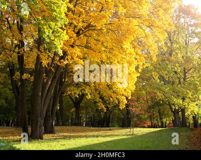 Herbstpark mit Ahornbäumen. Gelbes und grünes Laub an sonnigen Tagen. Schöner farbenfroher Herbstpark Stockfoto