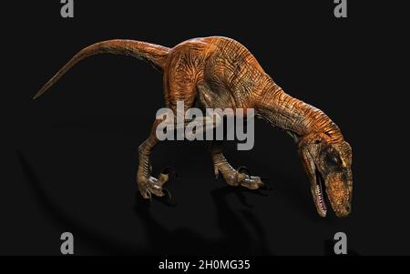 3d Illustration Pose von deinonychus antirrhopus die ikonischsten und repräsentativsten Dinosaurier auf dunklem Hintergrund mit Beschneidungspfad. Dinosaurier-Konzept. Stockfoto