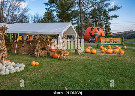 Riesiger aufblasbarer Halloween Kürbis auf dem Pumpkin Patch Straßenrand Markt in North Carolina Stockfoto