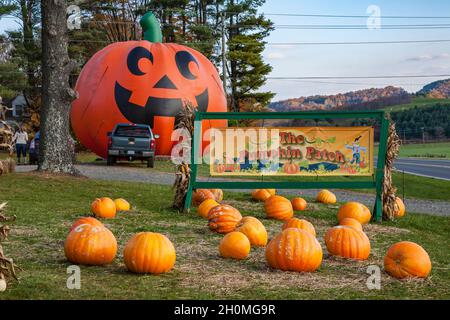 Riesiger aufblasbarer Halloween Kürbis auf dem Pumpkin Patch Straßenrand Markt in North Carolina Stockfoto