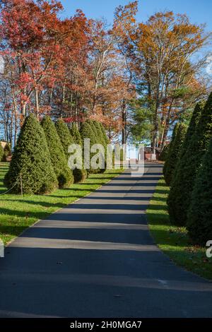 Getrimmte immergrüne Bäume säumen die Straße im Raccoon Holler Campground in Jefferson, North Carolina Stockfoto