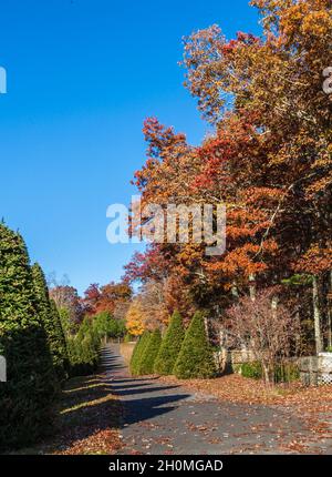 Getrimmte immergrüne Bäume säumen die Straße im Raccoon Holler Campground in Jefferson, North Carolina Stockfoto