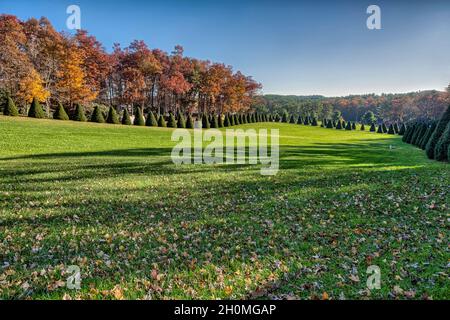 Getrimmte immergrüne Bäume säumen die Straße im Raccoon Holler Campground in Jefferson, North Carolina Stockfoto