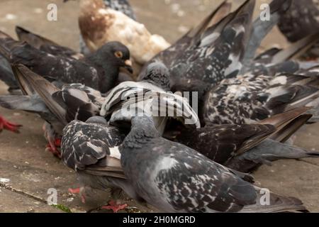 In einem Londoner Park massierten sich Feral-Tauben um Brot Stockfoto