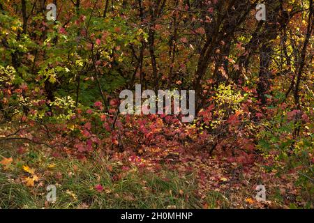 Powder Mountain, Utah - September 2021 Stockfoto