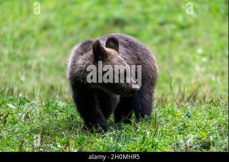 Braunbär in Transylvania (Baile Homorod, Rumänien) Stockfoto