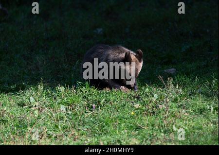 Braunbär in Transylvania (Baile Homorod, Rumänien) Stockfoto