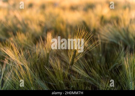Helles Gerstenohr in einem Kornfeld Stockfoto